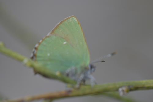 Réf. 329 949 : Callophrys rubi